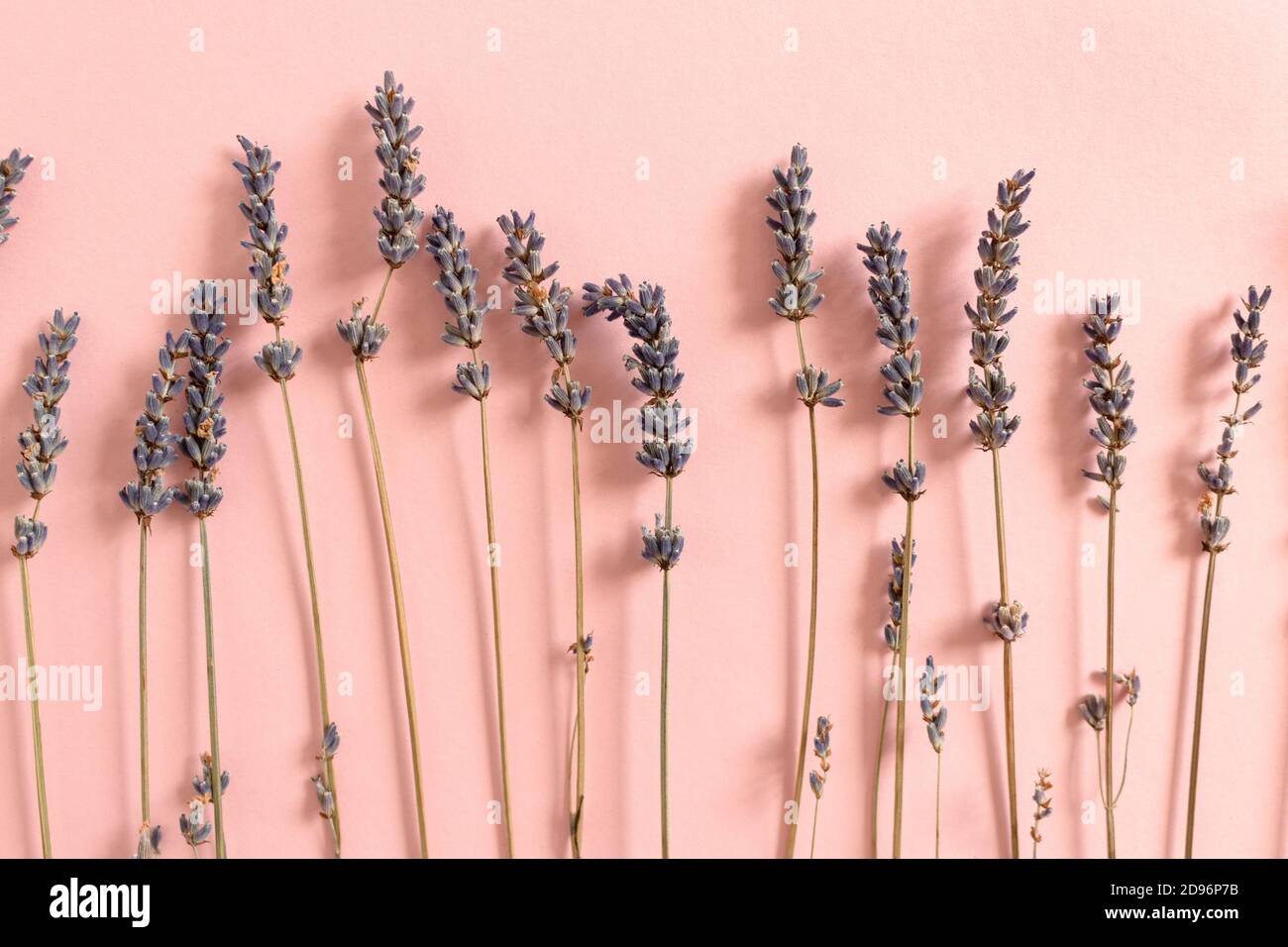 Fiori secchi di lavanda su sfondo rosa Foto Stock