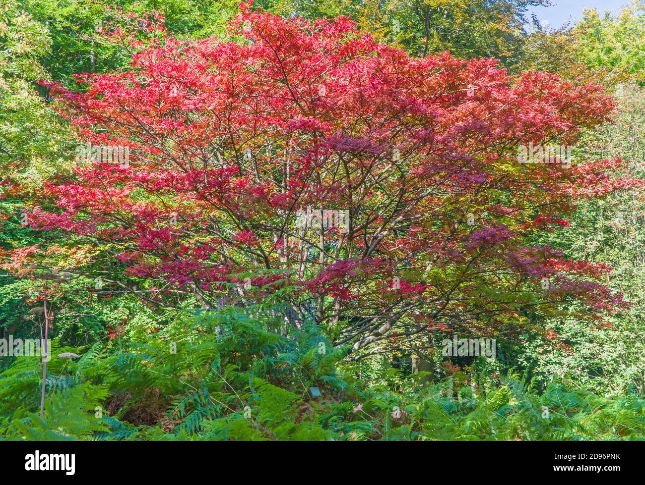 Giapponese Rowan (Sorbus comixta) Queenswood Arboetum, Herefordshire Regno Unito. Settembre 2020 Foto Stock