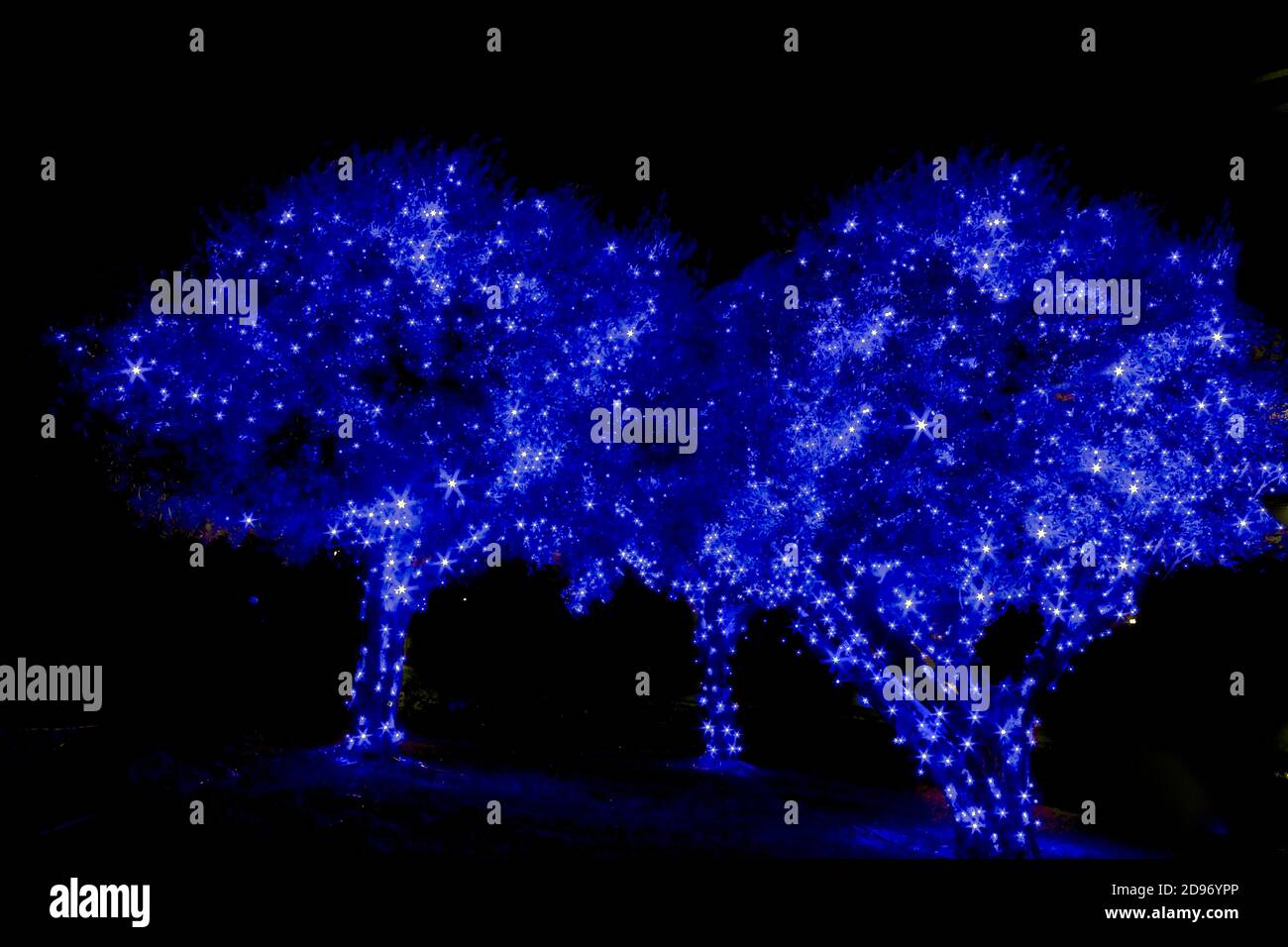 Illuminazione originale dell'olivo natalizio realizzata con luci blu  natalizie Foto stock - Alamy