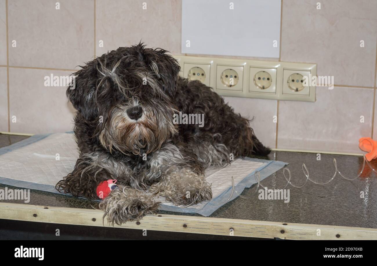 Il cane è sdraiato sul tavolo nella clinica di veterinario con un catetere nella zampa per la trasfusione di sangue, e foglio di avviso di carta bianca sulla parete con spazio di copia Foto Stock