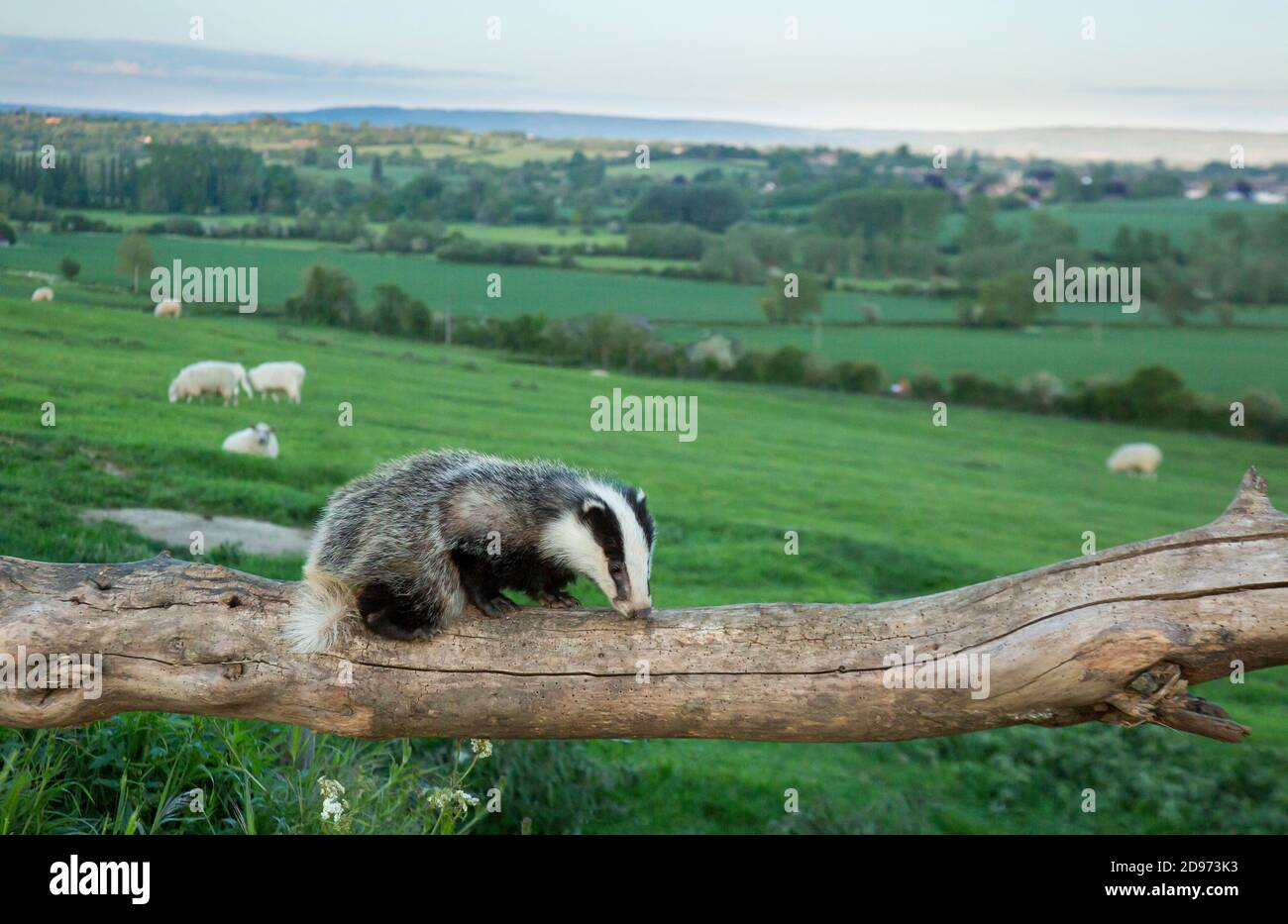 Badger (Meles meles) Camminando su un tronco d'albero nella campagna britannica Foto Stock