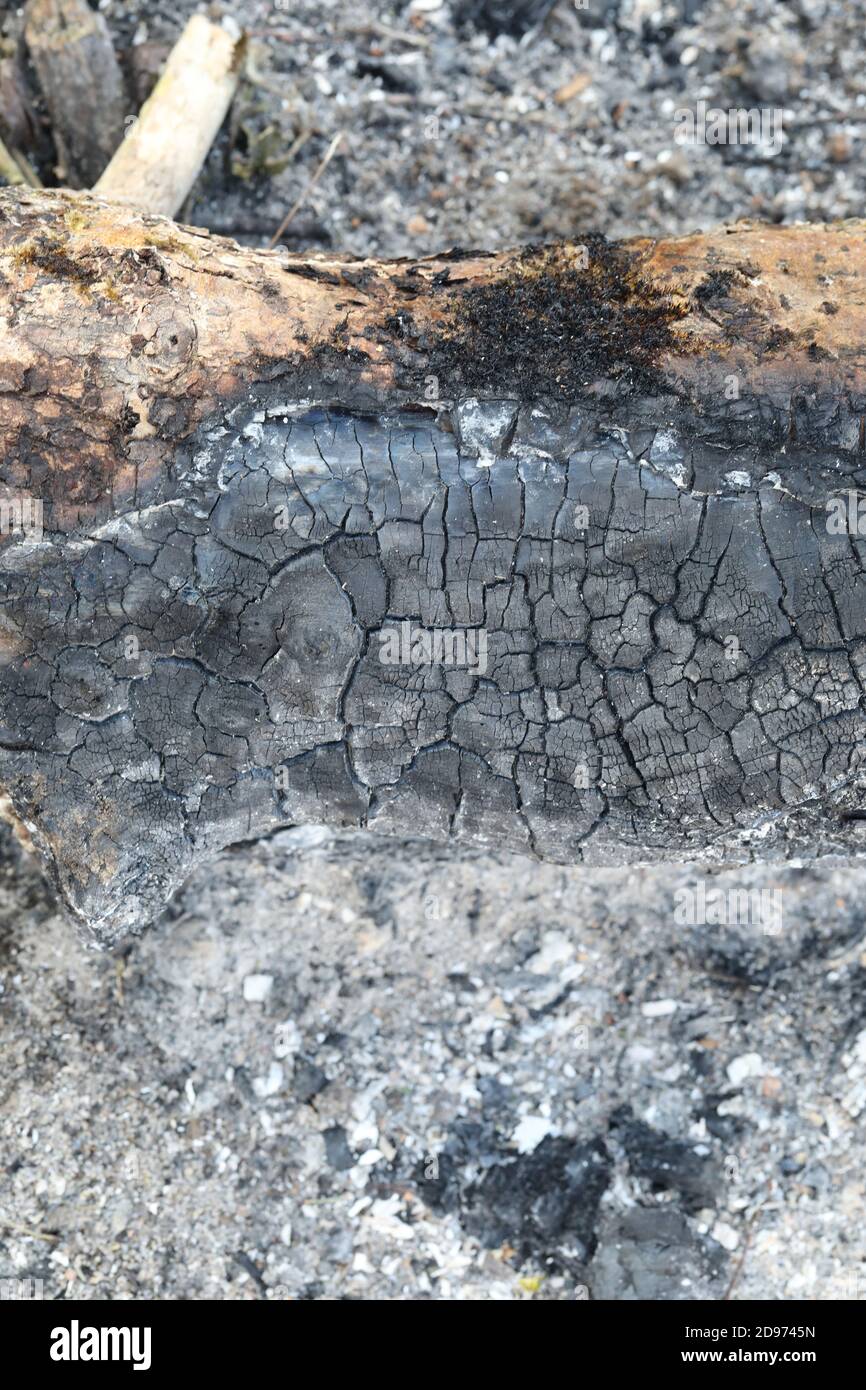 Legna bruciata da estinto, bruciata estinto. Le trame, le ripetizioni e le marcature di sollecitazione rimangono. Sfumature di grigio a nero, carbonio, cenere, ceneri risultanti. Foto Stock