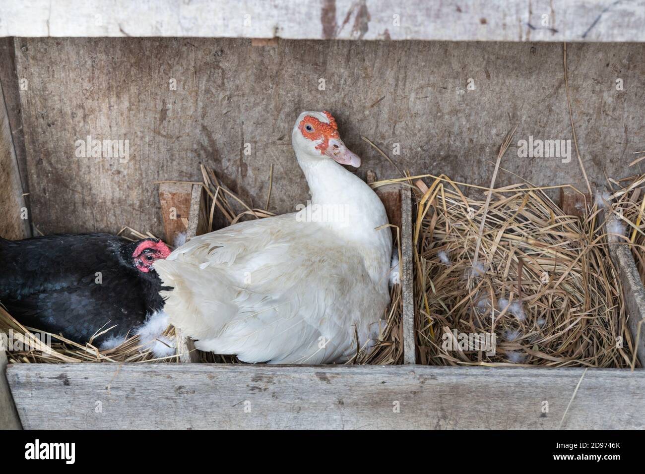 Gli sposi depongono le uova e le incubano in strutture agricole Foto Stock