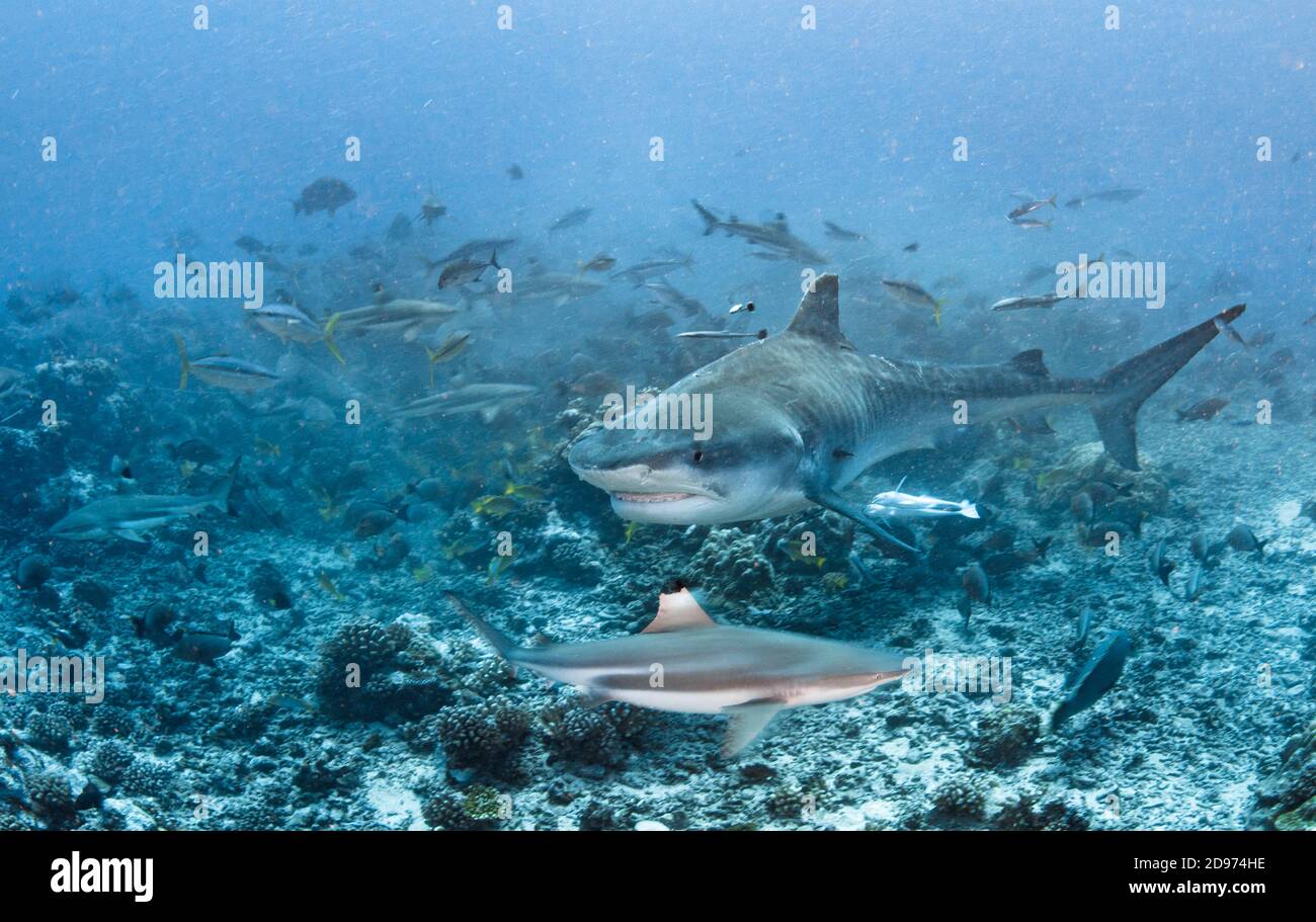 Squalo tigre (Galeocerdo cuvier) e squalo di scogliera di Blacktip (Carcharhinus melanopterus) sopra il fondo, Tahiti, Polinesia francese Foto Stock