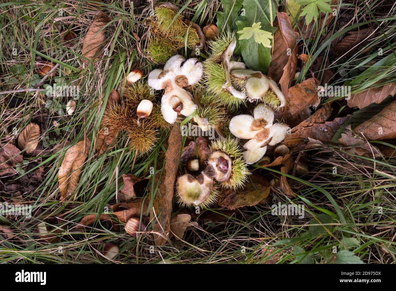 Beechnuts e involucri di Prickly in un bosco inglese Foto Stock