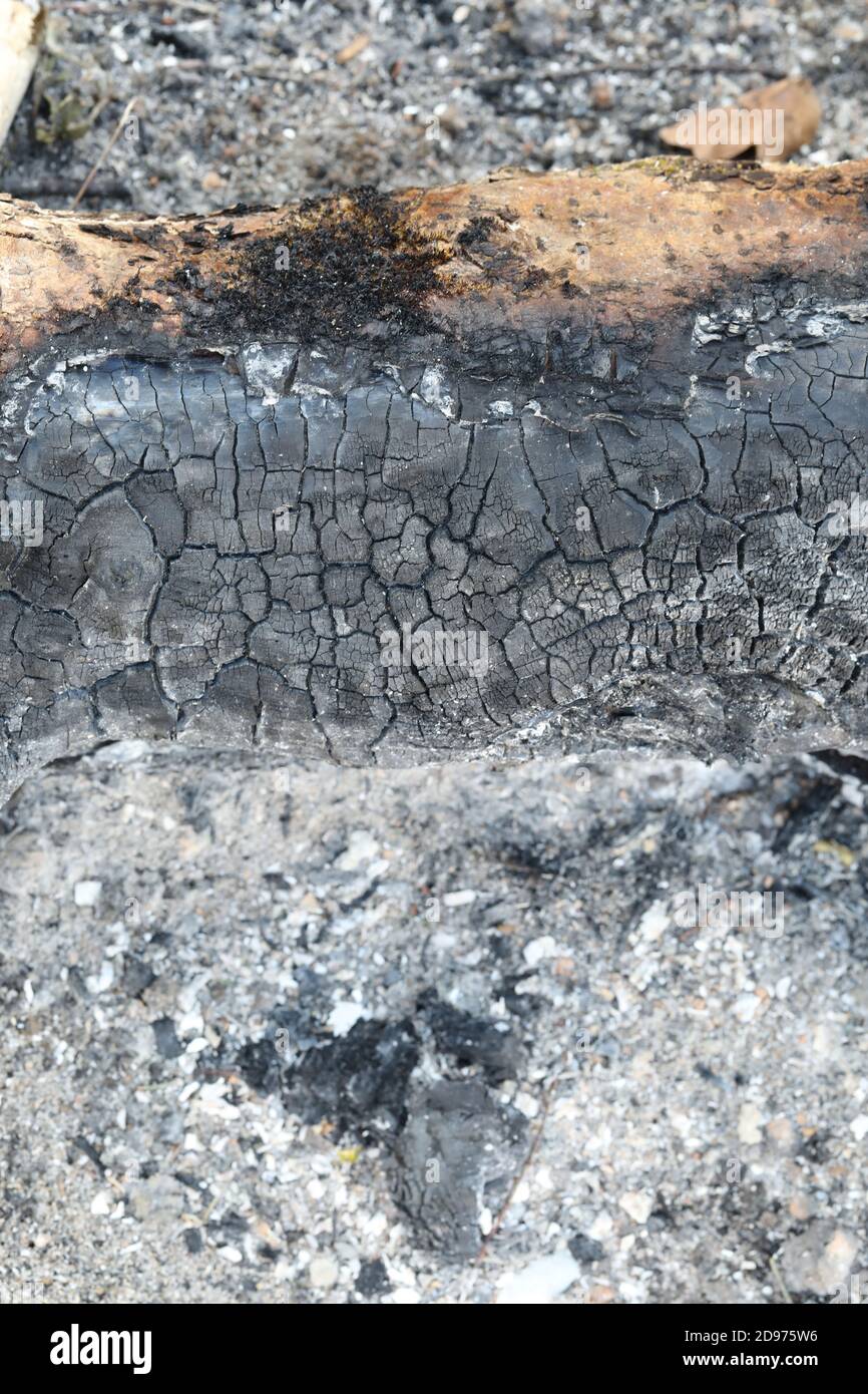 Legna bruciata da estinto, bruciata estinto. Le trame, le ripetizioni e le marcature di sollecitazione rimangono. Sfumature di grigio a nero, carbonio, cenere, ceneri risultanti. Foto Stock
