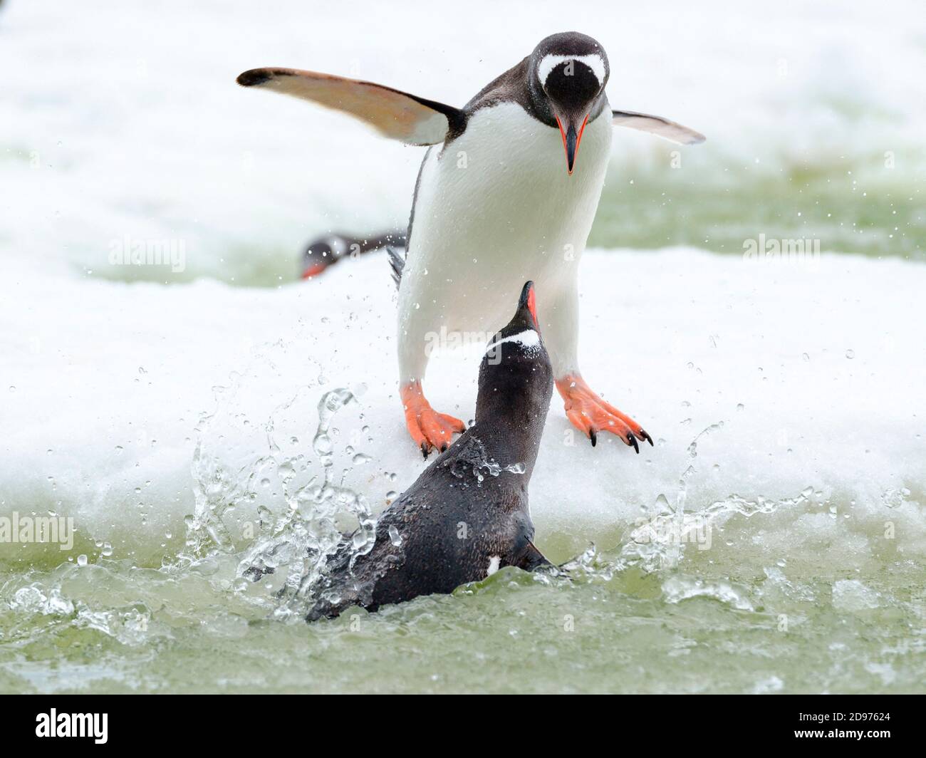 Aggressione tra due pinguini Papuani adulti (Pigoschelis papua) in un piccolo lago di acqua semirurgelata, Shetland meridionale, Antartide Foto Stock