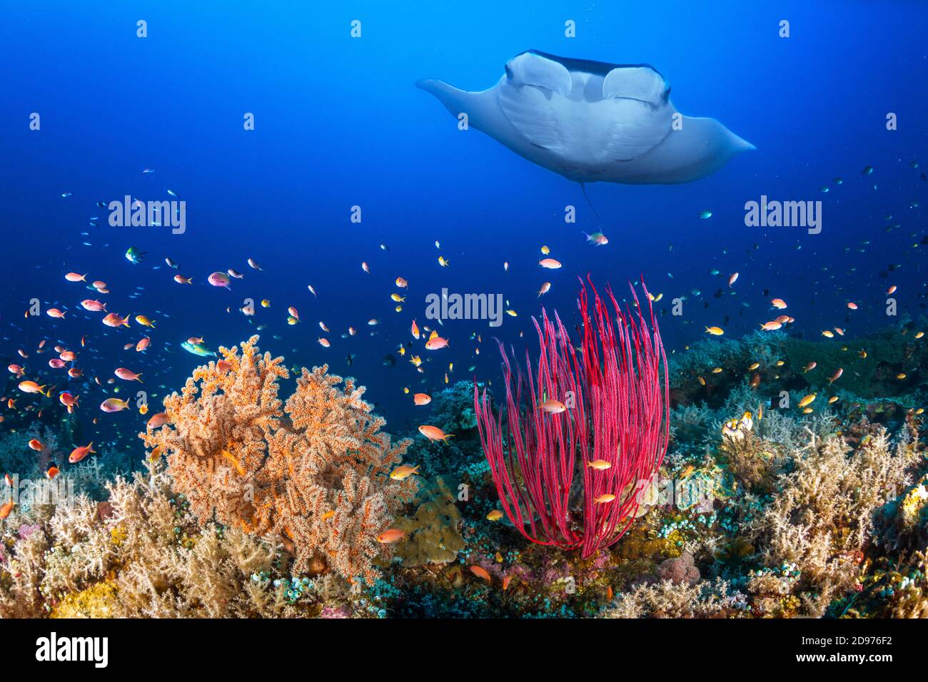 Manta gigante (Manta birostris) con un'apertura alare di 6 metri sopra la barriera corallina di Misool, Raja Ampat, Indonesia Foto Stock