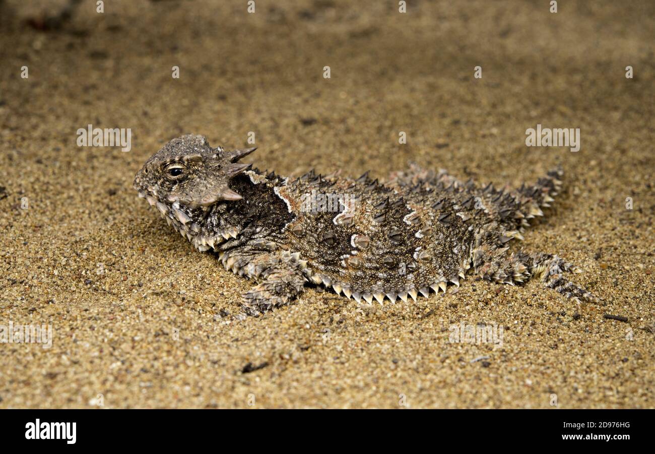 Blainville's Horned Lizard (Phrynosoma blainvilli), costa centrale, California. Foto Stock