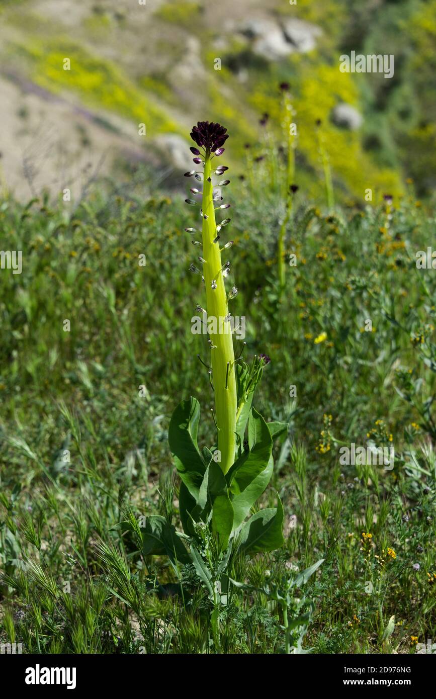 La candela del deserto (Caulanthus inflatus), è una rara pianta desertica che appare in primavera solo dopo forti piogge. California Foto Stock