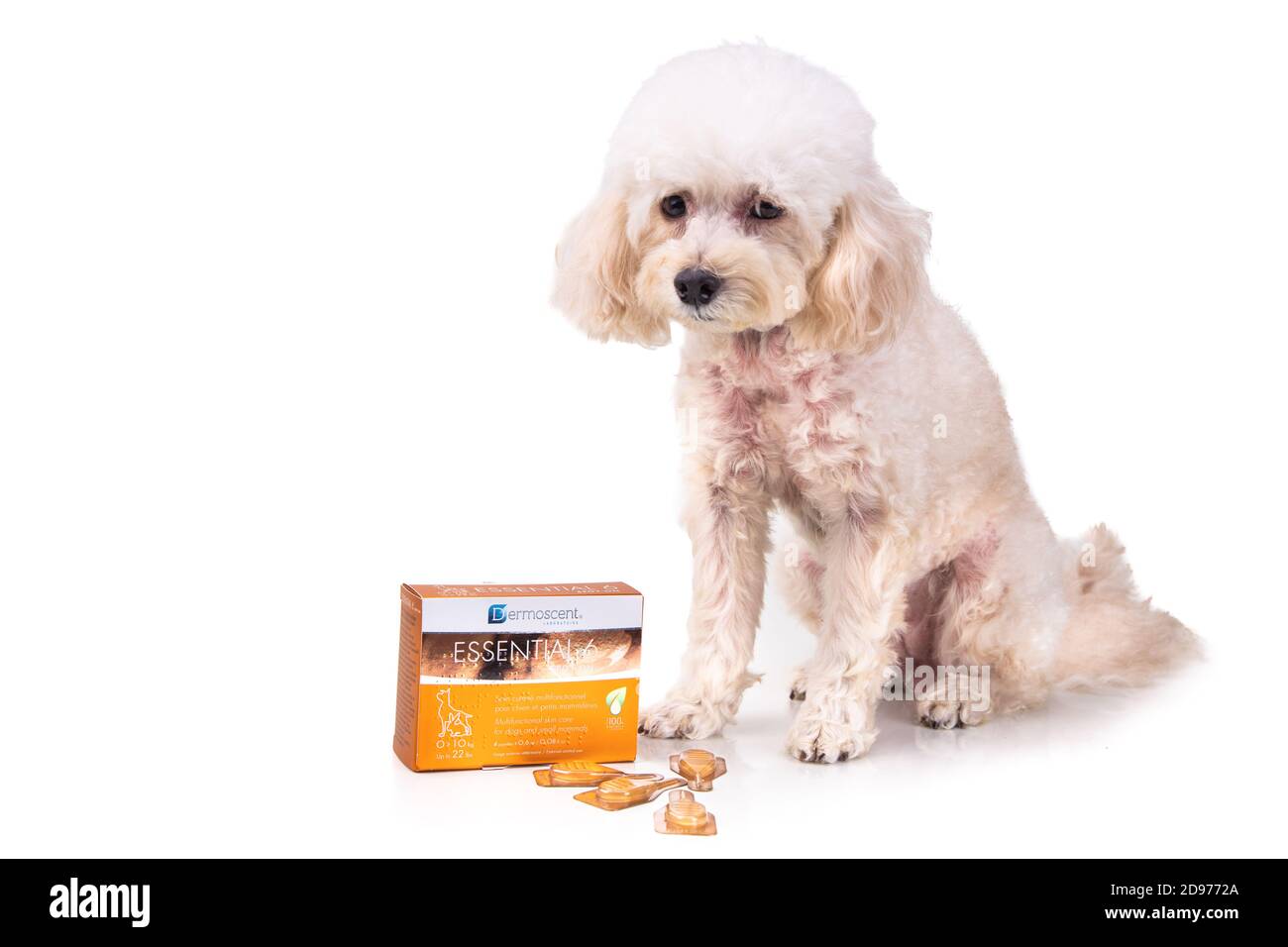 KUALA LUMPUR, MALESIA, 14 aprile 2019: Il prodotto dermo-cosmetico essenziale 6 spot-on per cani fornisce una soluzione semplice ed efficiente per la cute Foto Stock