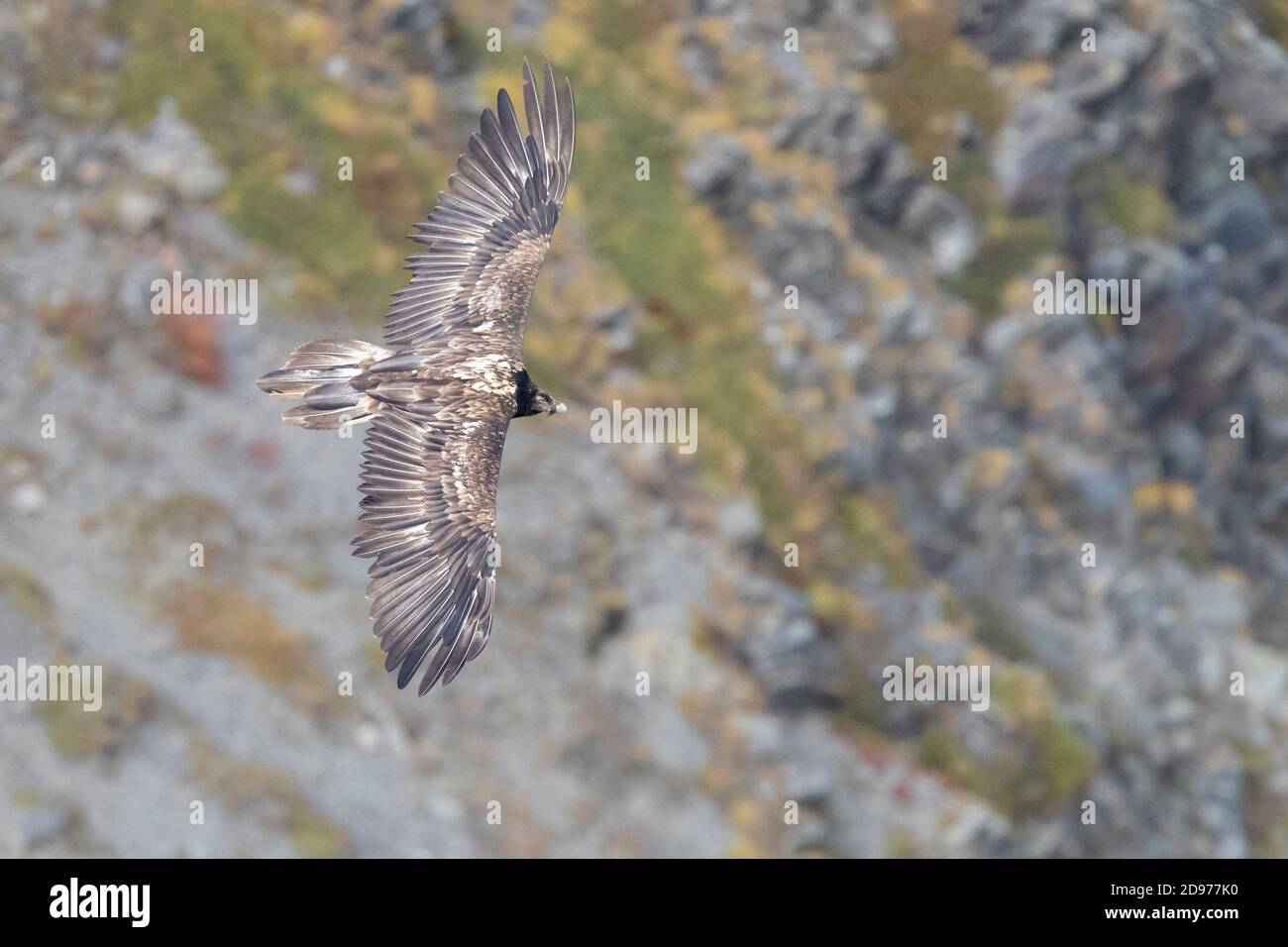 Vulture barbuto (Gipaetus barbatus), giovane in volo visto dall'alto, Trentino-Alto Adige, Italia Foto Stock