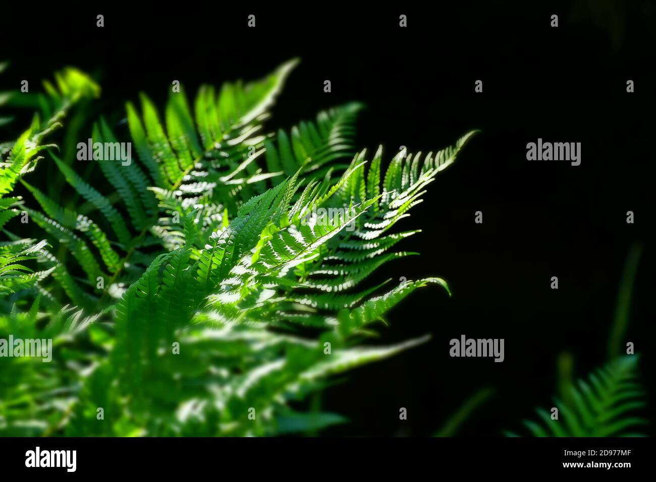 Fern nella foresta svedese che si illumina con il sole e sfondo scuro Foto Stock