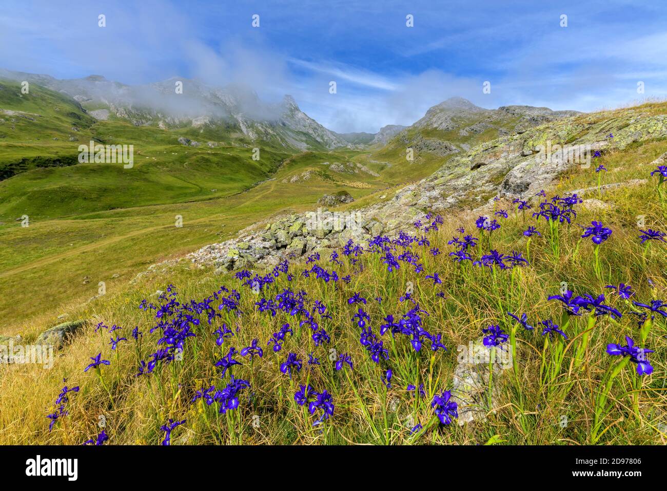 Iris inglese (Iris latifolia) in fiore nel massiccio di Ossau, Parco Nazionale dei Pirenei, Francia Foto Stock