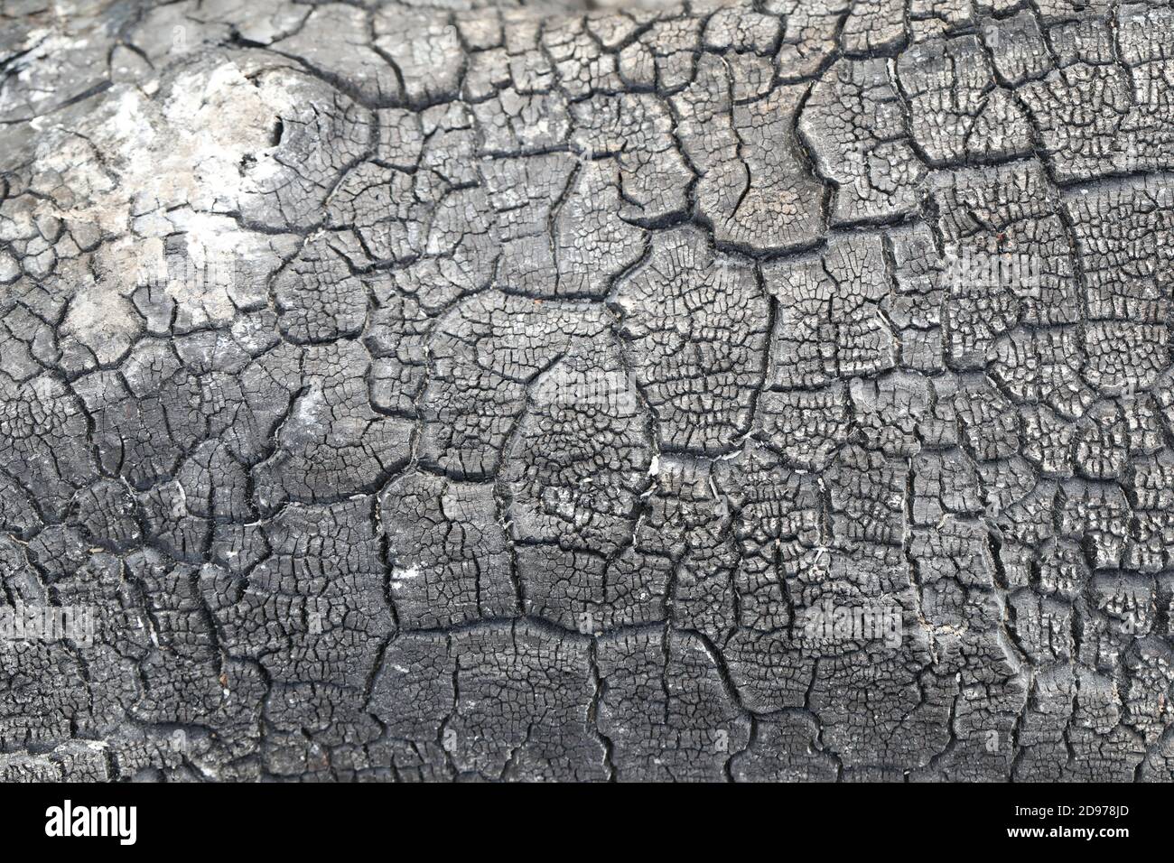 Superfici di legno bruciate da falò estinto. Texture, pattern, stress, marcature rimangono, sfumature di nero, carbonio, grigio, cenere, ceneri, risultanti dal fuoco Foto Stock
