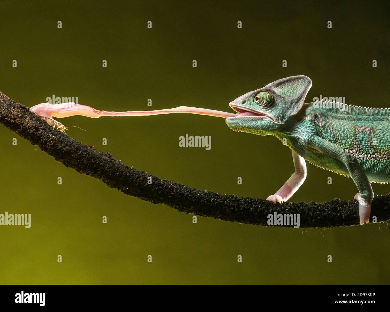 Yemen chameleon (Chamaeleo calyptratus) che si nutrono di cricket, scatto in studio. Messico. Foto Stock