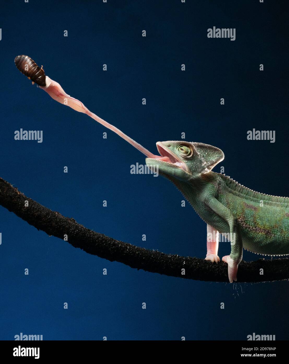 Yemen chameleon (Chamaeleo calyptratus) che si nutrono di scarafaggi, scatto in studio. Foto Stock