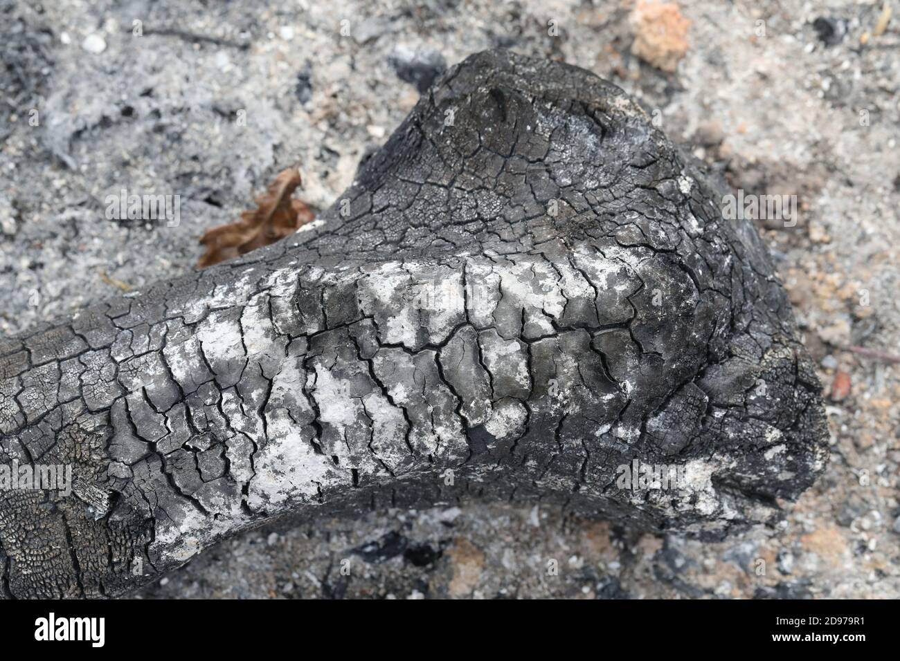 Legna bruciata da estinto, bruciata estinto. Le trame, le ripetizioni e le marcature di sollecitazione rimangono. Sfumature di grigio a nero, carbonio, cenere, ceneri risultanti. Foto Stock