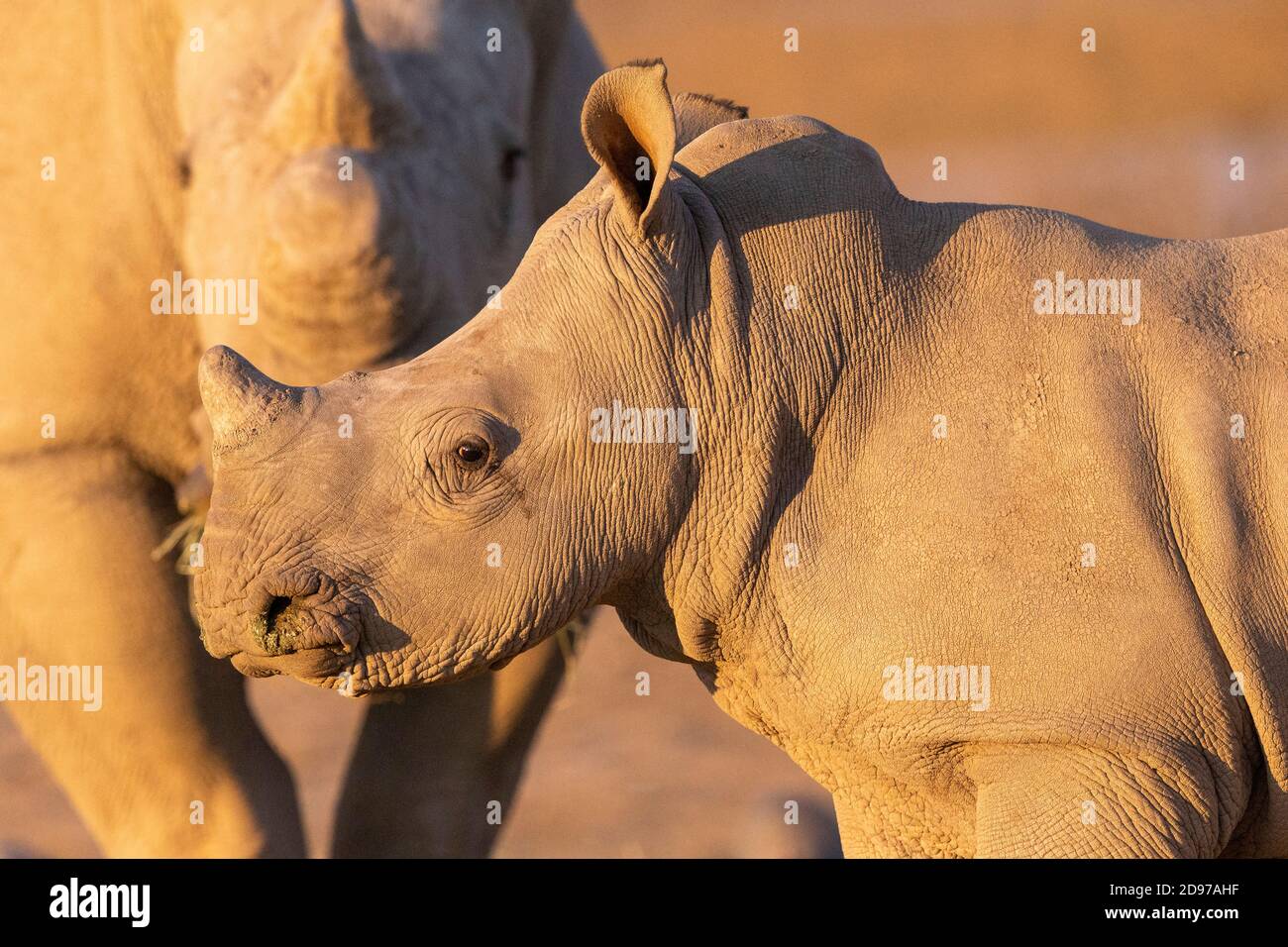 Rinoceronte bianco o rinoceronte quadrato (Ceratotherium simum) , giovane, prigioniero, Riserva privata, Namibia Foto Stock