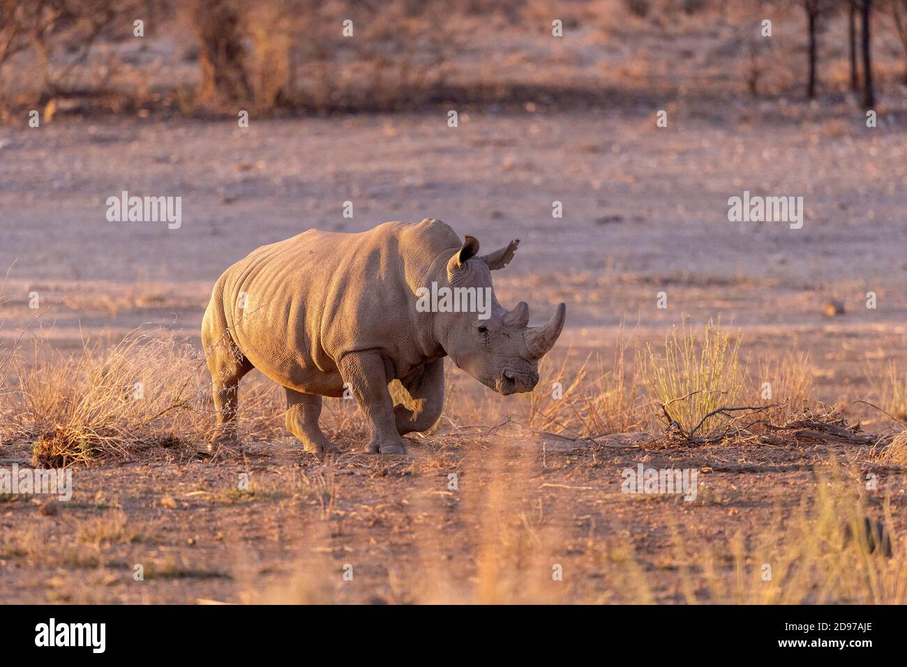 Rinoceronte bianco o rinoceronte quadrato (Ceratotherium simum), adulto, prigioniero, Riserva privata, Namibia Foto Stock