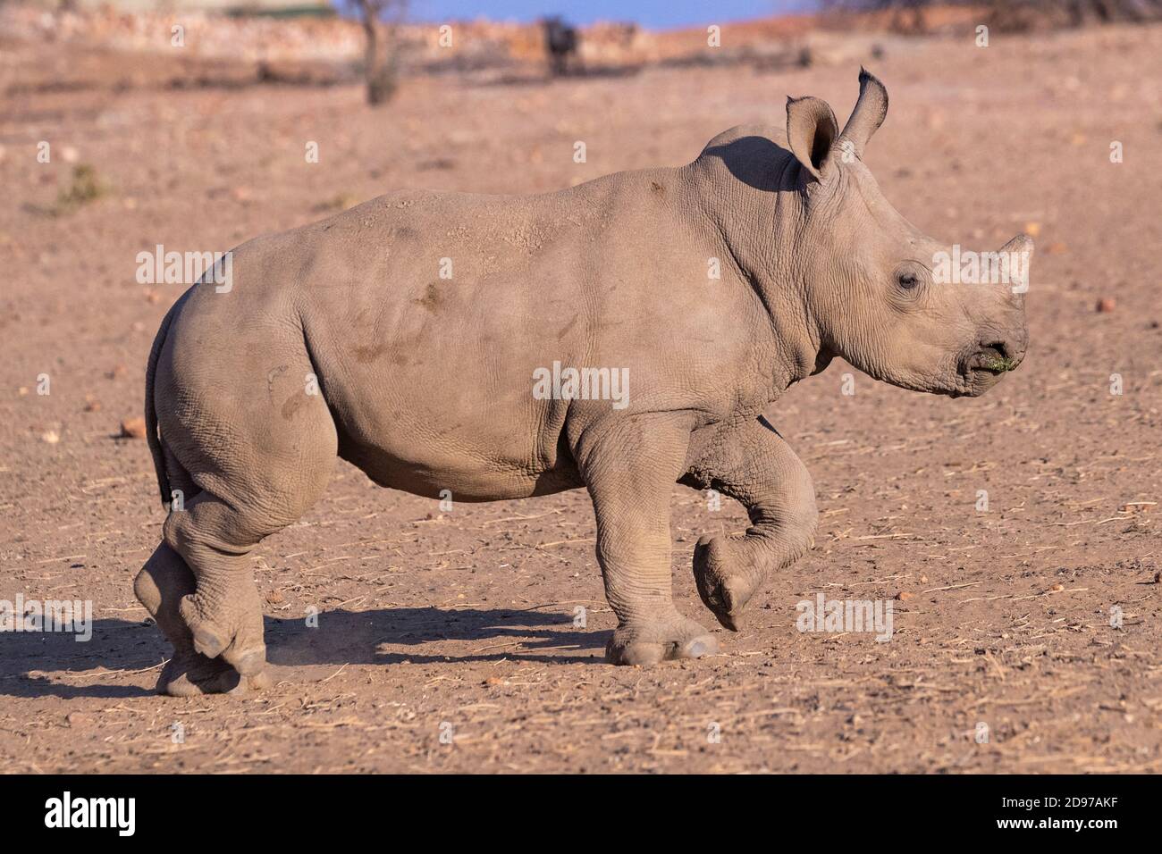 Rinoceronte bianco o rinoceronte quadrato (Ceratotherium simum) , giovane, prigioniero, Riserva privata, Namibia Foto Stock