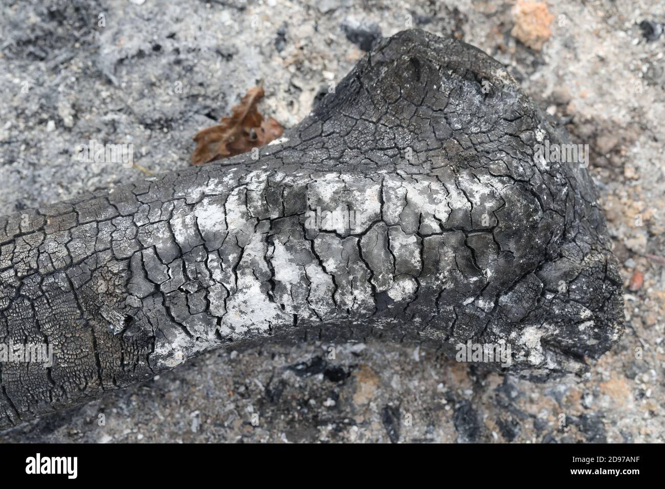 Legna bruciata da estinto, bruciata estinto. Le trame, le ripetizioni e le marcature di sollecitazione rimangono. Sfumature di grigio a nero, carbonio, cenere, ceneri risultanti. Foto Stock