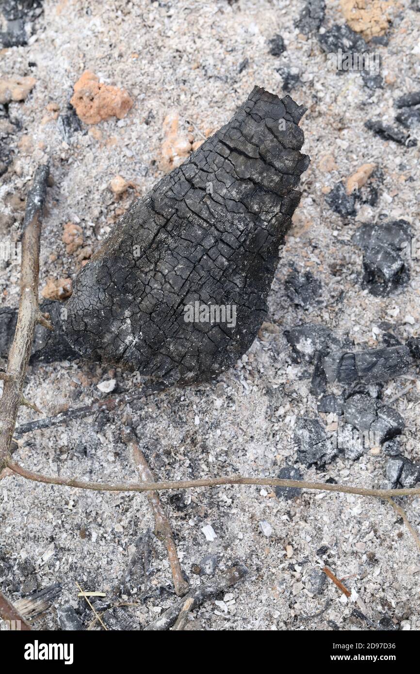 Legna bruciata da estinto, bruciata estinto. Le trame, le ripetizioni e le marcature di sollecitazione rimangono. Sfumature di grigio a nero, carbonio, cenere, ceneri risultanti. Foto Stock