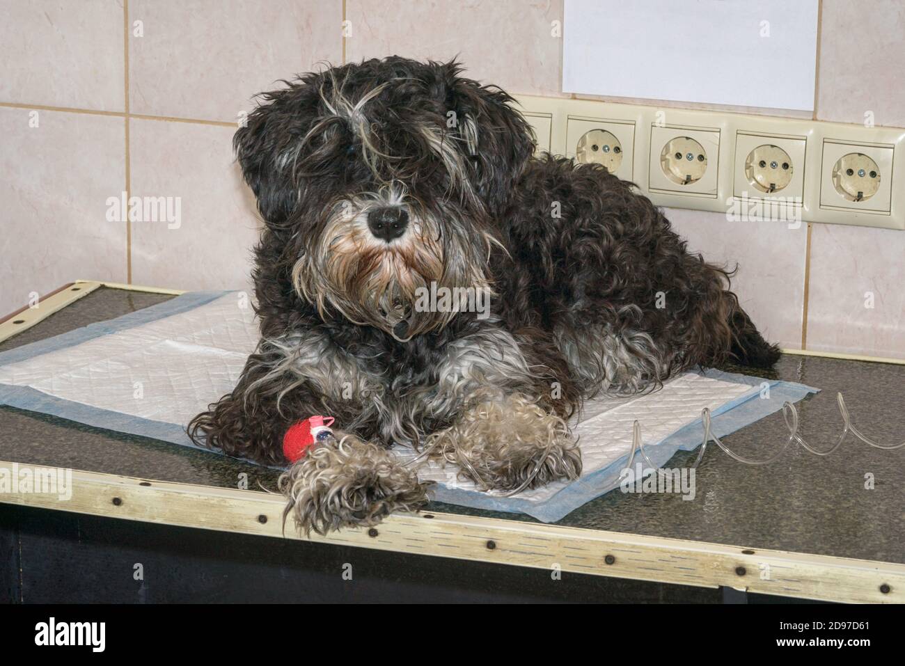 Infusione endovenosa ad un cane in una clinica veterinaria. Foto Stock