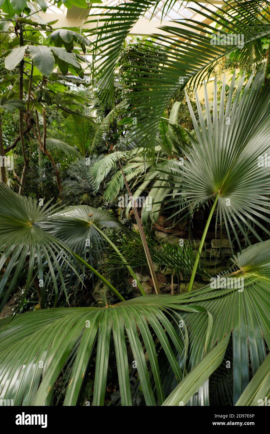 Nella serra tropicale, Giardino Botanico dell'Università di Strasburgo, rue Goethe, Strasburgo, Bas Rhin; Francia Foto Stock