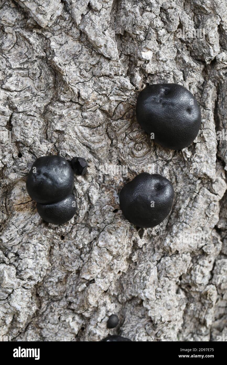 Carbone Fungus, carbone sfere, re Alfreds torte, o fuoco di partenza Fungus, (Daldinia concentricia). Sulla corteccia di un albero di cenere morto (Fraxinus excelsior), Foto Stock