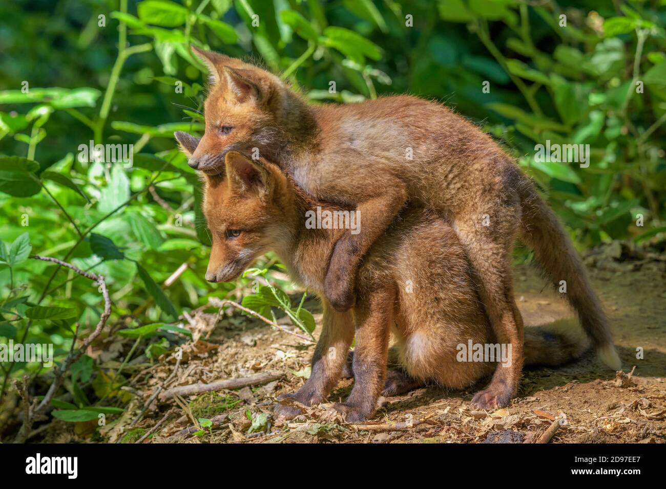 Volpe rossa (Vulpes vulpes) Foxes un paio di settimane di età giocando di fronte alla loro burrow. Alta Savoia, Francia Foto Stock