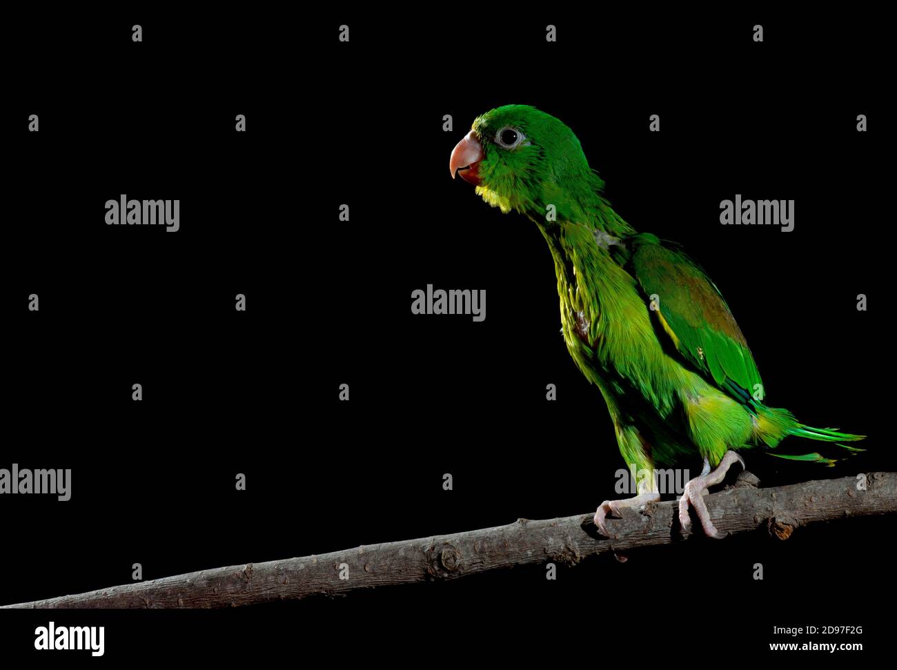 Baby Parakeet alato giallo (Brotogeris jugularis) su sfondo nero, Chiapas, Messico. Foto Stock