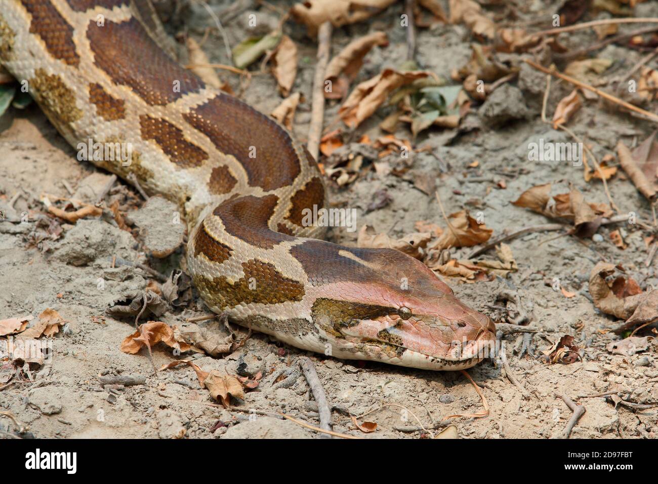 Indiano Python (Python molurus) solare-riscaldamento adulto, serpente circa 4m lungo nascosto nel cespuglio, India del nord-ovest Foto Stock
