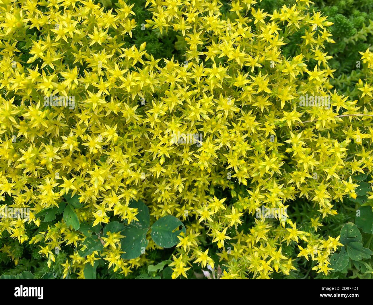 Sedum acro, una pianta erbacea succulente perenne della famiglia  Crassulaceae. Piccoli fiori gialli che coprono la terra, un fiore  selvatico. Stonec naturale Foto stock - Alamy