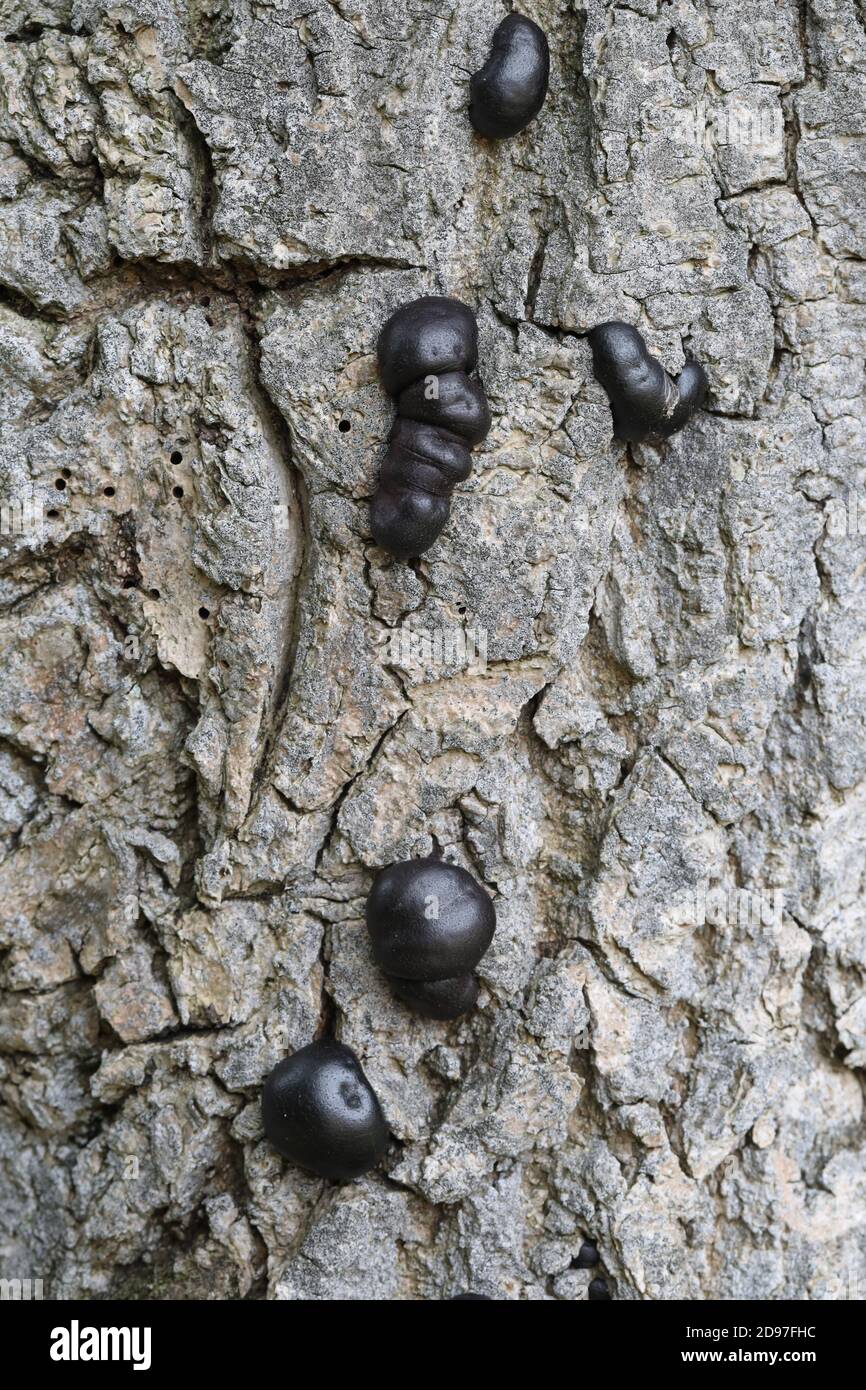 Carbone Fungus, carbone sfere, re Alfreds torte, o fuoco di partenza Fungus, (Daldinia concentricia). Sulla corteccia di un albero di cenere morto (Fraxinus excelsior), Foto Stock