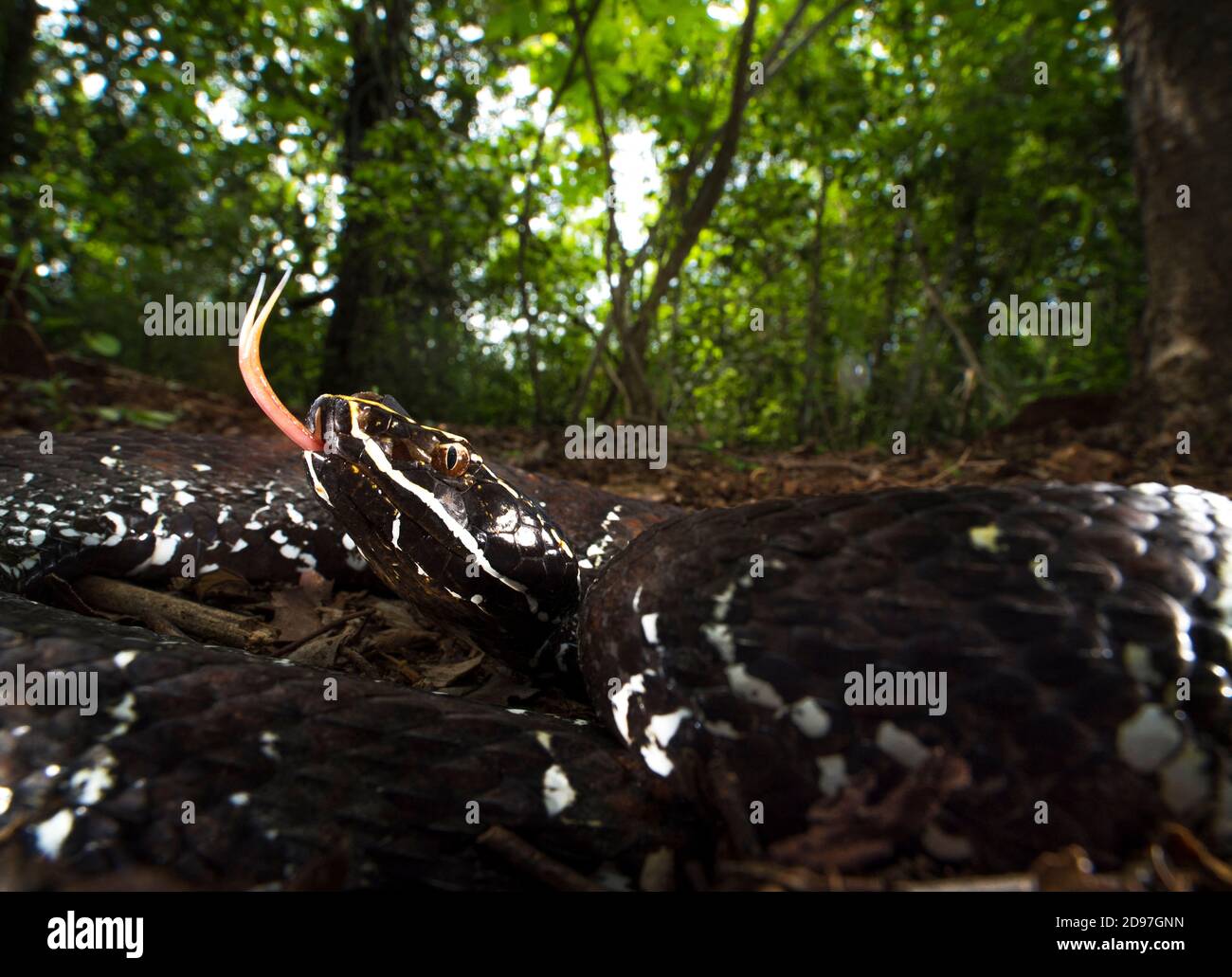 Cantil (Agkistrodon bilineatus) fotografato attraverso un obiettivo grandangolare macro nel Parco Nazionale Cañon del Sumidero a Chiapas, Messico Foto Stock