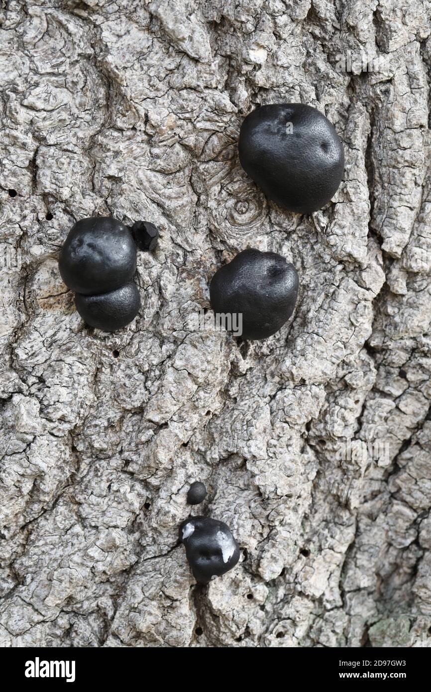 Carbone Fungus, carbone sfere, re Alfreds torte, o fuoco di partenza Fungus, (Daldinia concentricia). Sulla corteccia di un albero di cenere morto (Fraxinus excelsior), Foto Stock