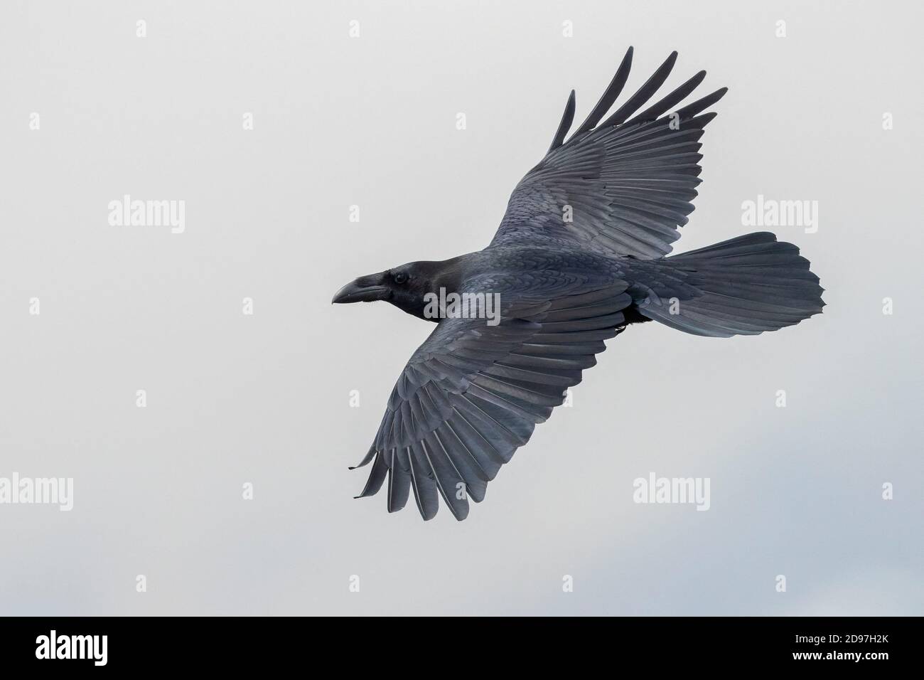 Raven settentrionale (Corvus corax hispanus), adulto in volo visto dall'alto, Trentino-Alto Adige, Italia Foto Stock
