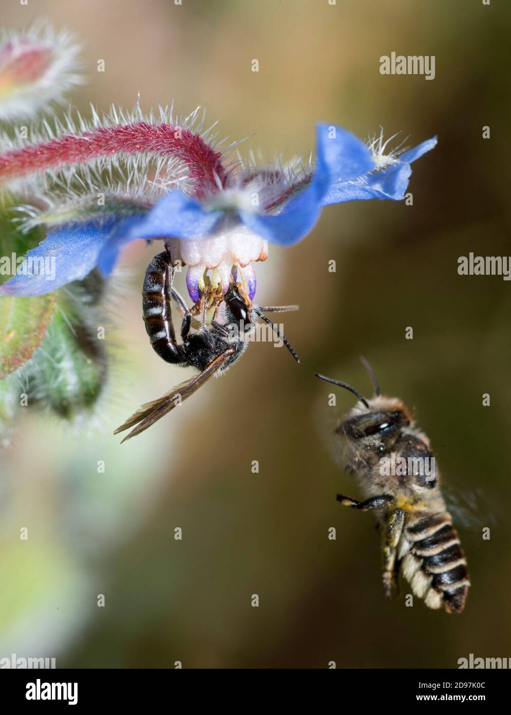 Ashy furrow Bee (Lasioglossum sexnotatum) maschio su borragine comune (Borago officinalis) e ape da taglio di foglie (Megachile pilidens) in volo, Vosges du No Foto Stock