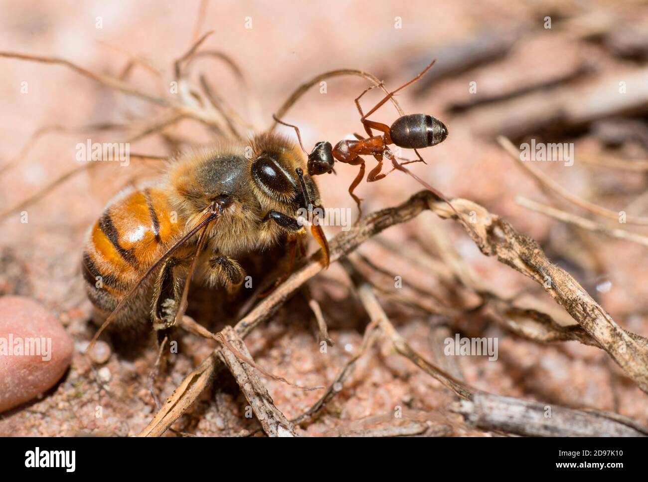 Formica rufa (formica rufa) che traina un'ape di miele (Apis mellifera), Parco Naturale Regionale dei Vosgi del Nord, Francia Foto Stock