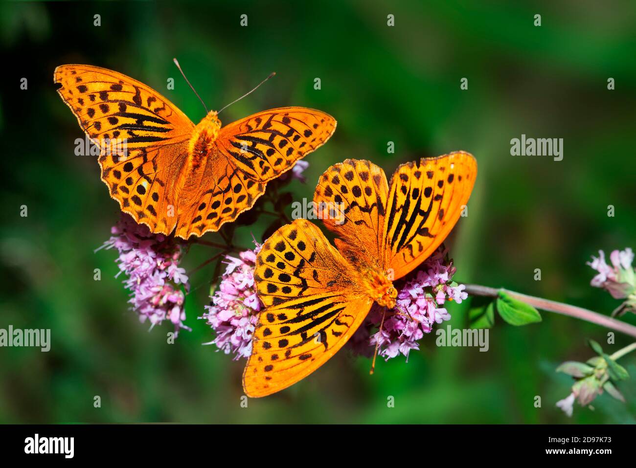 Fritillary (Argynnis pafia) di colore argento per i maschi su fiori di origano, Parco Naturale Regionale dei Vosgi del Nord, Francia Foto Stock