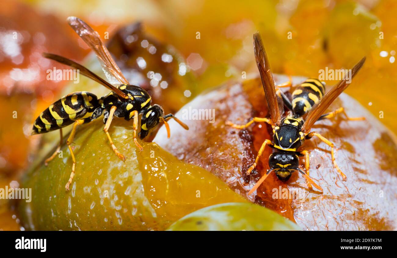 Wasp di carta (Polistes biglumis) che si nutre di mirabelle prugne Vosges du Nord Parco Naturale Regionale, Francia Foto Stock