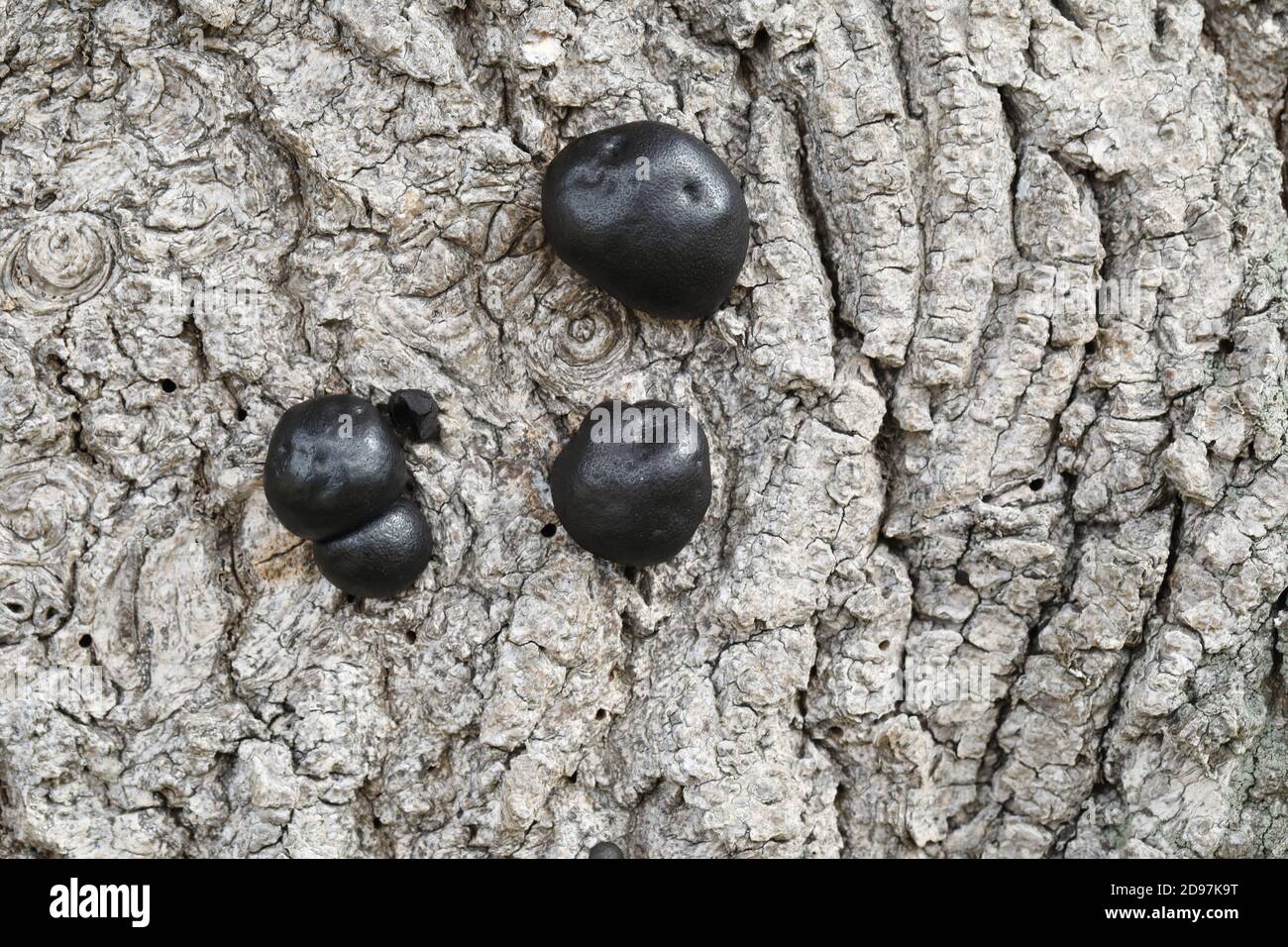 Carbone Fungus, carbone sfere, re Alfreds torte, o fuoco di partenza Fungus, (Daldinia concentricia). Sulla corteccia di un albero di cenere morto (Fraxinus excelsior), Foto Stock