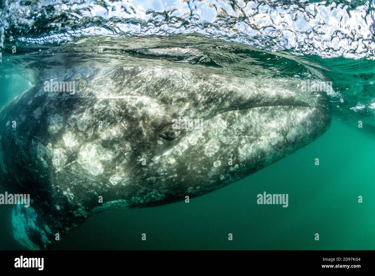 Balene grigie (Eschrichtius robustus) sott'acqua, Baia di Magdalena, Baja California, Messico. Foto Stock