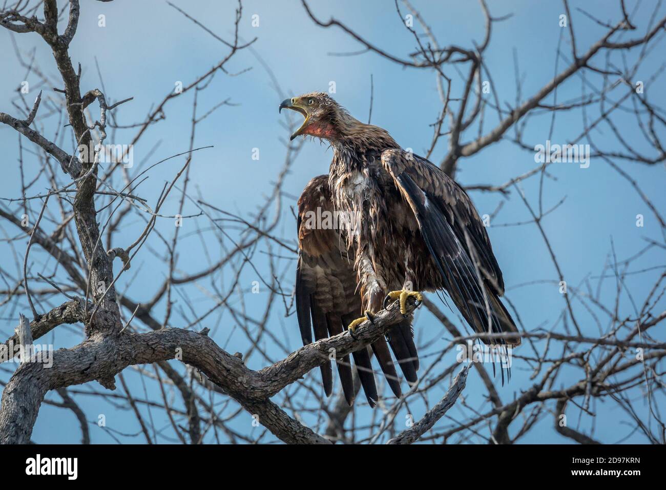 Aquila beccata che chiama dopo il bagno nel Parco Nazionale di Kruger, Sudafrica; specie Aquila rapax famiglia di Accipitridae Foto Stock