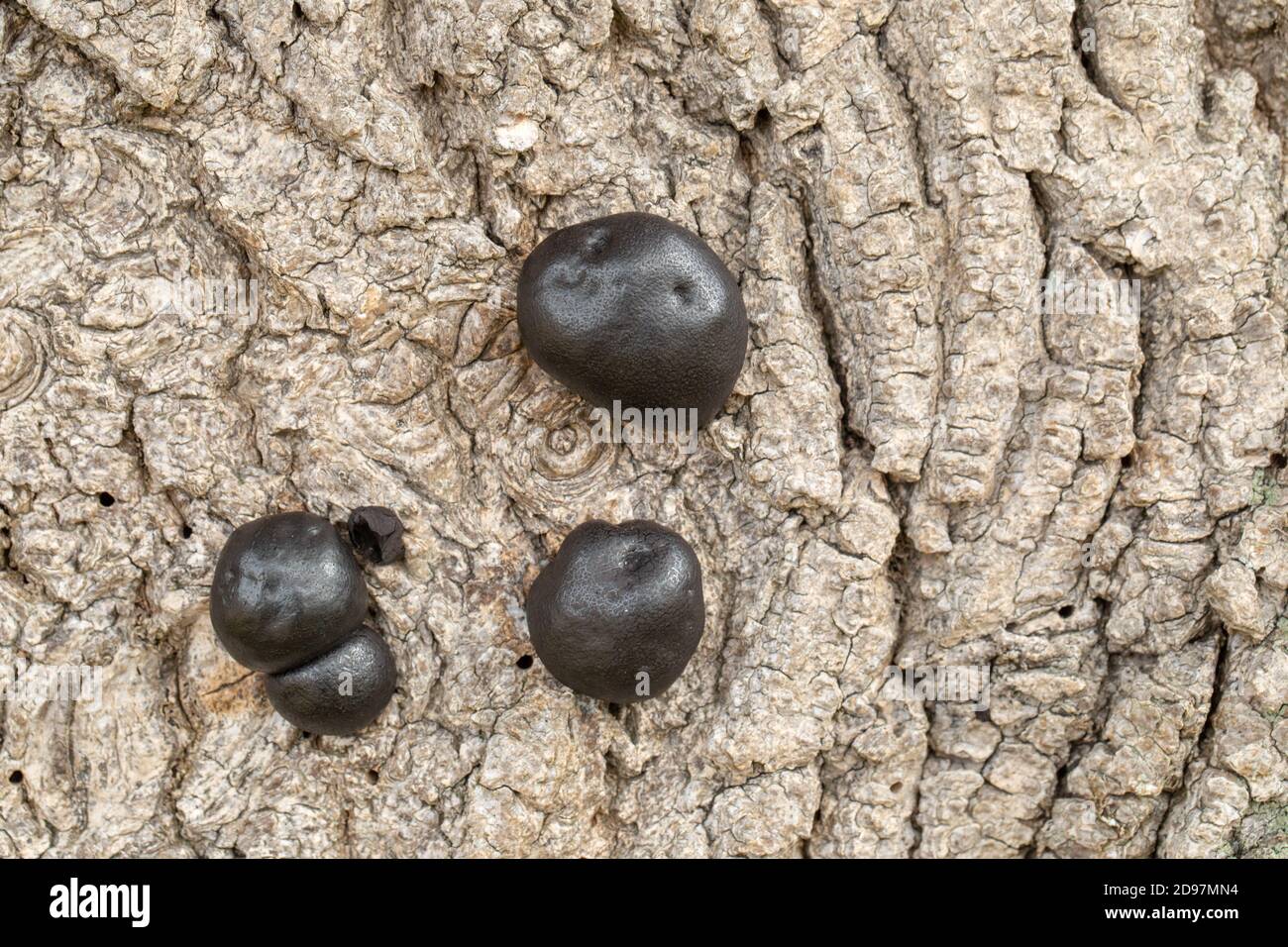 Carbone Fungus, carbone sfere, re Alfreds torte, o fuoco di partenza Fungus, (Daldinia concentricia). Sulla corteccia di un albero di cenere morto (Fraxinus excelsior), Foto Stock