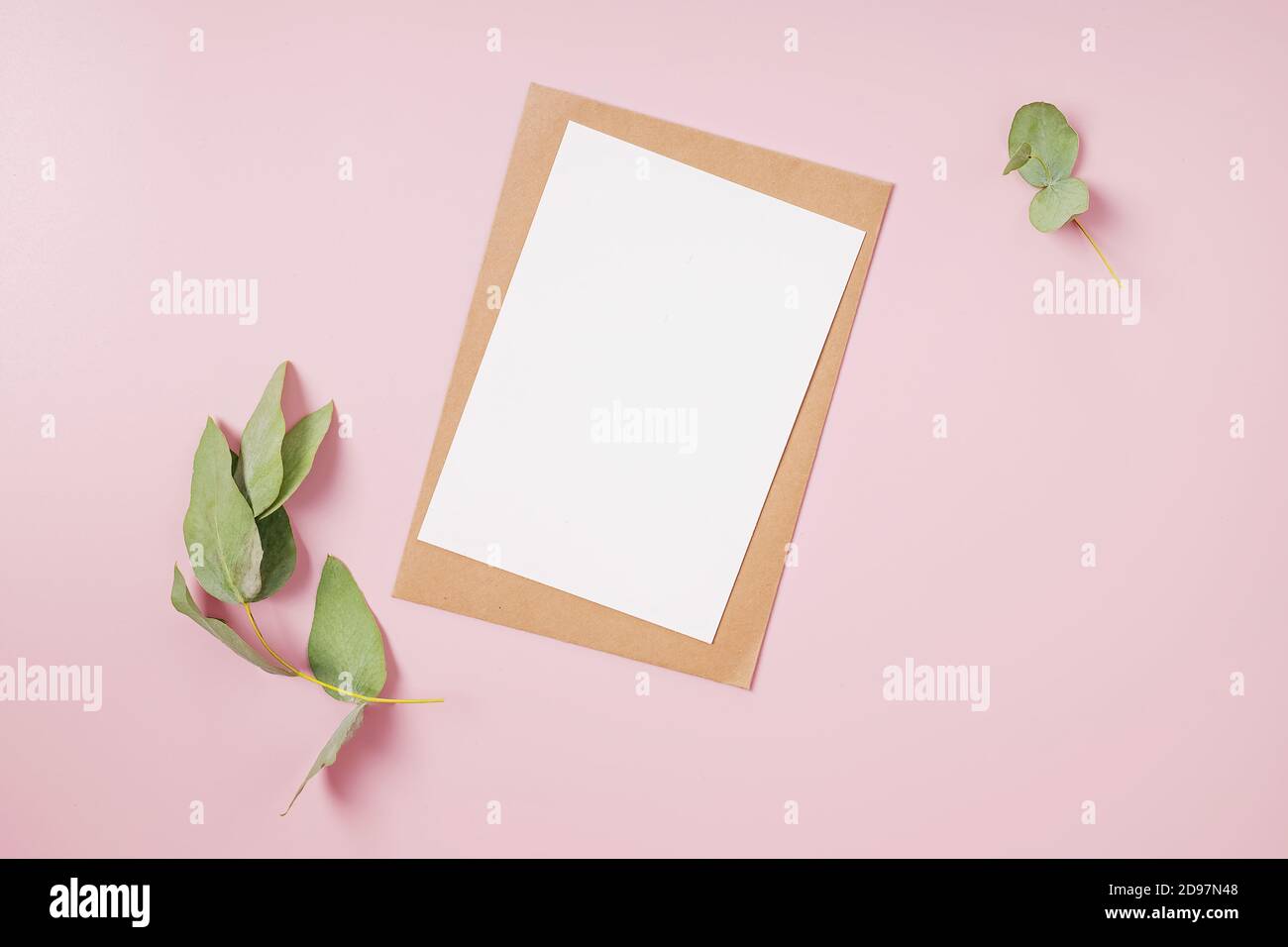 Carta bianca e ramo di eucalipto su sfondo rosa. Foto Stock