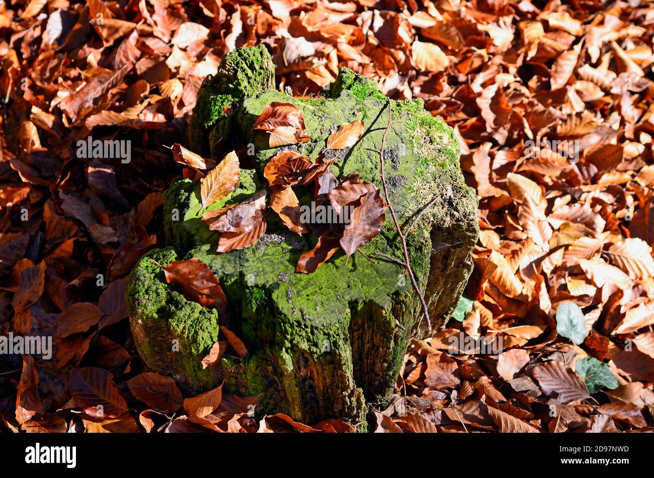 Austria, foglie di faggio caduto nella foresta d'autunno Foto Stock