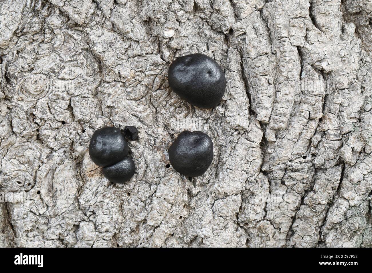 Carbone Fungus, carbone sfere, re Alfreds torte, o fuoco di partenza Fungus, (Daldinia concentricia). Sulla corteccia di un albero di cenere morto (Fraxinus excelsior), Foto Stock