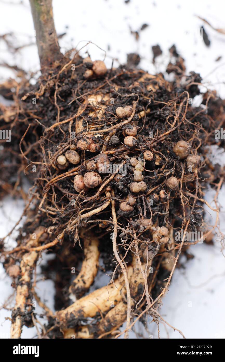 Noduli di fissaggio dell'azoto nel sistema di radice di una pianta di fagiolo di corridore sviluppata in relazione simbiotica con i batteri del suolo, rizobia. Foto Stock